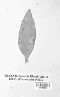 Septoria dianthi image